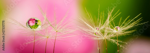 dandelion seed with water drop - macro photo