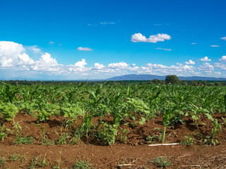 Maize (Corn) farm in Tanzania Africa