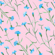 Cornflower plant with flowers, blossom watercolor painting - seamless pattern on pink background