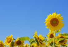 Field Of Sunflowers And Blue Sky