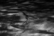 © savelov - Monochrome background of the dirty water surface
