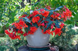 Flower pot with blooming red fuchsia in green garden