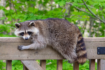 close up of a female raccoon resting on the railing of a wooden deck against a green background.
