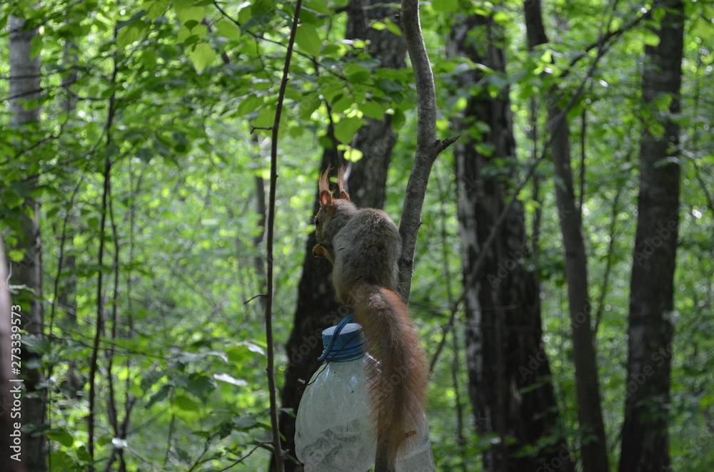 Beautiful red squirrel on a plastic feeder. Squirrel in the Park in ...