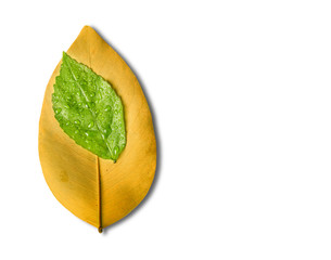 Wall Mural - Green leaf with water droplets on the yellow leaf and white background, Nature find the way concept