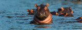 COMMON HIPPO (Hippopotamus amphibius), Zambezi river, Victoria Falls or Mosi-Oa-Tunya, Zambia and Zimbabwe, Africa