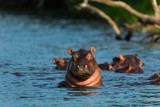 Fototapeta  - COMMON HIPPO (Hippopotamus amphibius), Zambezi river, Victoria Falls or Mosi-Oa-Tunya, Zambia and  Zimbabwe, Africa