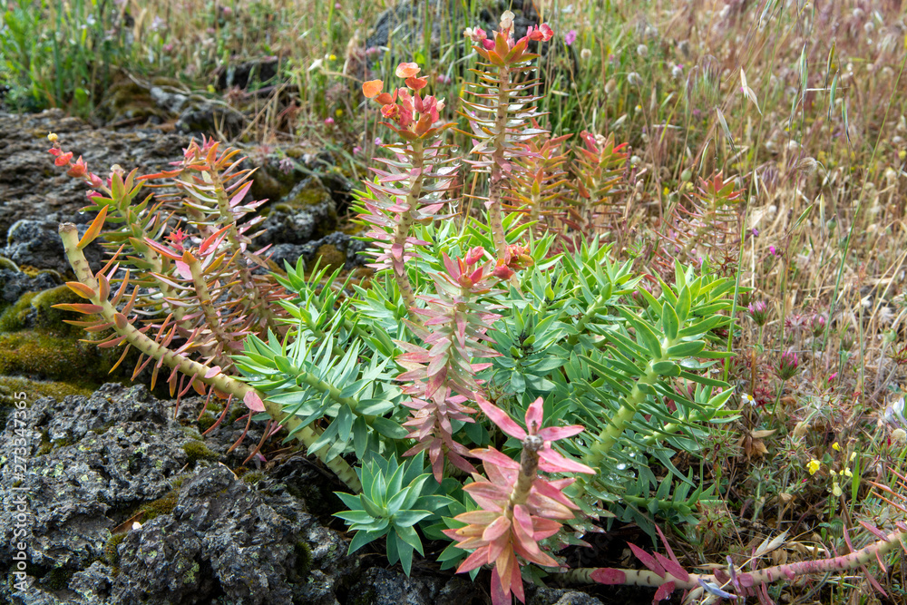 Flora of Mount Etna volcano, pink blossom Euphorbia rigida, gopher ...