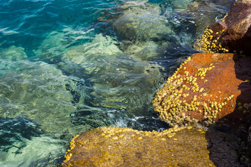 Wall Mural - wallpaper pattern background photography of Red sea rocky shoreline with seashells on wet stones and wavy water surface, copy space for text