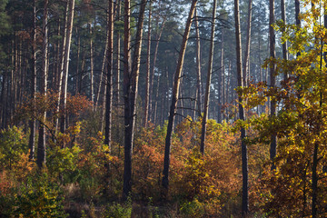  Autumn forest. Pine and deciduous trees with yellow leaves. Selective focus.