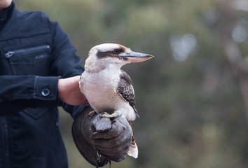Portrait of a laughing kookaburra ,dacelo novaeguineae, with big beak sitting on the leather trainer's glove. Blue-winged kookaburra. Australia.
