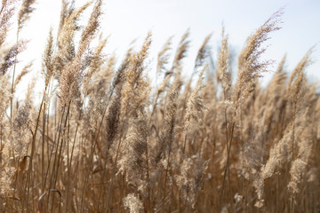 Naklejka na meble Dry reed on a cold sunny winter day in  germany