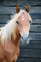 portrait of a arabian stallion - 1