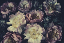 Vintage Bouquet Of Beautiful Peonies On Black. Floristic Decoration. Floral Background. Baroque Old Fashiones Style. Natural Flowers Pattern Wallpaper Or Greeting Card
