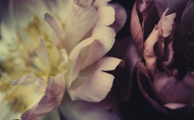 Wall Mural - close up vintage image of beautiful pink peonies on black. floristic decoration. floral background. 