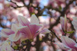 Tulip Magnolia tree blossoming in spring
