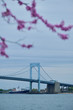 Throgs Neck Bridge viewed through blossoming tree in spring