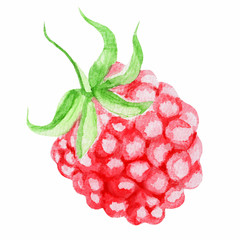 Poster - Fresh Raspberry. Watercolor illustration