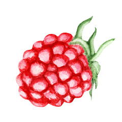 Poster - Fresh Raspberry. Watercolor illustration
