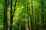 Fototapeta Natura - Natural Forest of Beech
