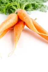 Wall Mural - Fresh carrots with green foliage on white background.