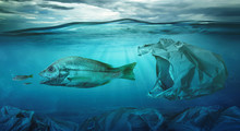 Fish Swims Among Plastic Bag Ocean Pollution. Environment Concept
