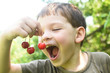 © Ivan - Happy boy eat organic natural healthy cherries in garden. Smiling little boy picks a cherry from a tree in cherry garden