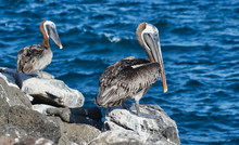 Two Brown Pelicans On Shore Rocks On A Galapagos Island