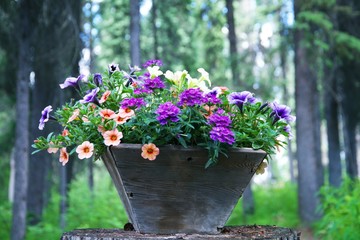 Sticker - flowers in a pot