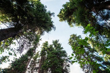 Poster - Looking up from forrest floor