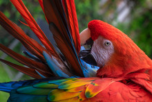 Scarlet Macaw. Parrot Feathers.