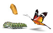 butterfly and caterpillar on the white background