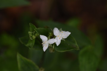 Sticker - Tradescantia fluminensis (Greenwandering Jew) forms colonies in slightly damp shades and waterfronts.