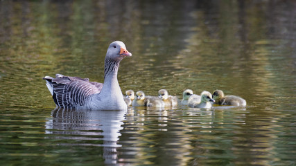 Aufkleber - Close up of a mother goose and her young  goslings on a lake