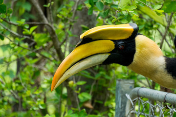 hornbill in wildlife breeding station.