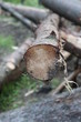 Las leżące drzewo efekt pracy lesników