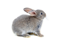 Funny Bunny Or Baby Rabbit Gray Fur With Long Ears Is Sitting On White Background Use As For Easter Day.