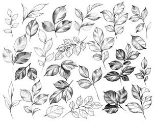 Wall Mural - hand drawn set of various leaves