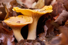 Golden Chanterelle Edible Mushroom On Forest Floor