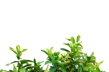 Tropical tree leaves with sunlight on white isolated background for green foliage backdrop 