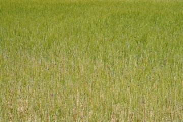 Wall Mural - Champ de jeune blé vert dans la terre sèche.