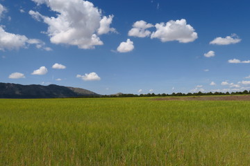 Wall Mural - paysage avec champ de blé vert, colline, ciel bleu et nuages blancs.