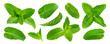 Leinwandbild Motiv Fresh mint leaves isolated on white background