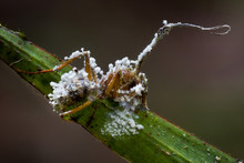 Parasitic Mold On Zombie Fungus Ophiocordyceps On Ant On A Leaf In Amazon Rainforest In Colombia