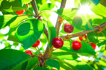 Wall Mural - beautiful red cherries on the tree