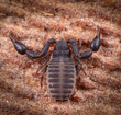 Extreme macro photography of pseudo scorpion at wood