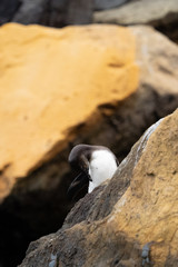 Galapagos landschafte und vögel