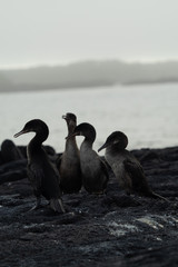 Galapagos landschafte und vögel