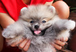 Gray fluffy pomeranian dog with tongue out from mouth and woman hand holding (looking at camera)