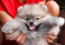 Gray Fluffy Pomeranian Dog With Tongue Out From Mouth And Woman Hand Holding